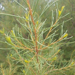 Hakea nodosa
