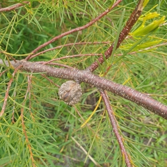 Hakea nodosa