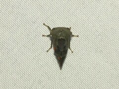 Telamona decorata
