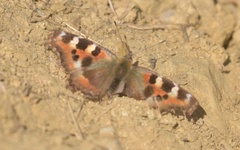 Aglais caschmirensis
