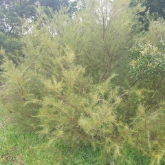 Hakea nodosa