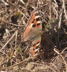 Aglais caschmirensis