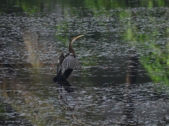 Anhinga melanogaster