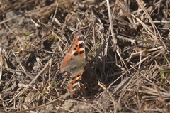 Aglais caschmirensis