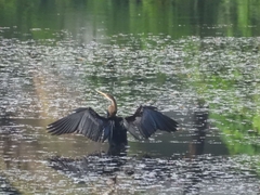 Anhinga melanogaster