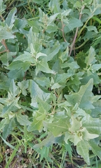 Atriplex sibirica