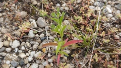 Trichostema brachiatum