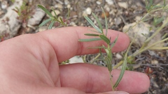 Lithospermum incisum