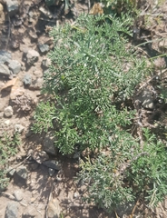 Artemisia adamsii