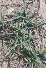 Leymus chinensis