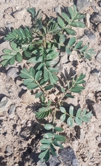 Sibbaldianthe bifurca