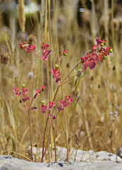 Euphorbia taurinensis