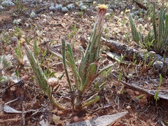Podotheca angustifolia