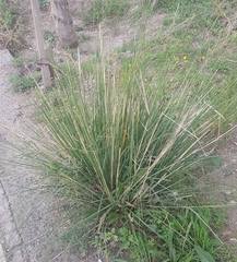Stipa splendens