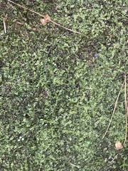 Plagiomnium cuspidatum