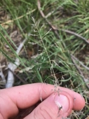 Eragrostis curvula