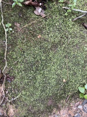 Plagiomnium cuspidatum