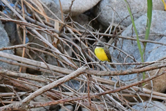 Myiozetetes granadensis