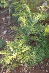 Artemisia adamsii