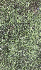 Plagiomnium cuspidatum