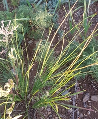 Stipa krylovii