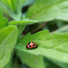 Coccinella