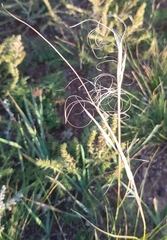 Stipa krylovii