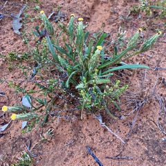 Podotheca angustifolia