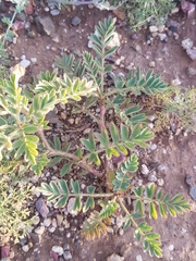 Sibbaldianthe bifurca