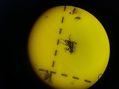 Rivellia syngenesiae