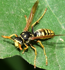 Polistes