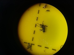 Rivellia syngenesiae