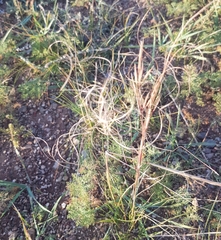 Stipa krylovii