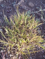 Cleistogenes squarrosa