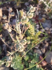 Artemisia macrocephala