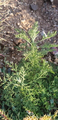 Artemisia adamsii