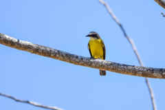 Myiozetetes granadensis