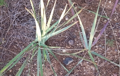Leymus chinensis