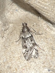 Eudonia angustea