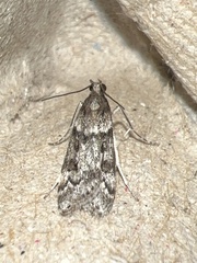 Eudonia angustea