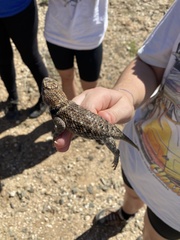 Sceloporus uniformis