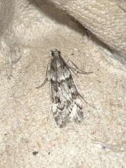 Eudonia angustea