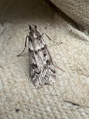 Eudonia angustea