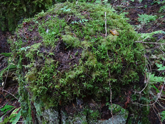 Claopodium crispifolium