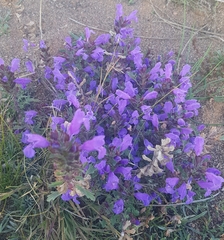 Dracocephalum foetidum