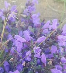 Dracocephalum foetidum