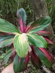 Cordyline fruticosa
