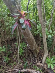 Cordyline fruticosa