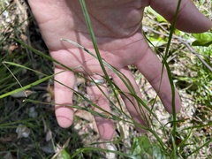 Tricoryne anceps