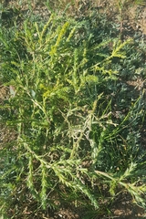 Salsola collina